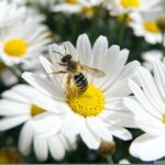 Van de bezige bijen en de economie